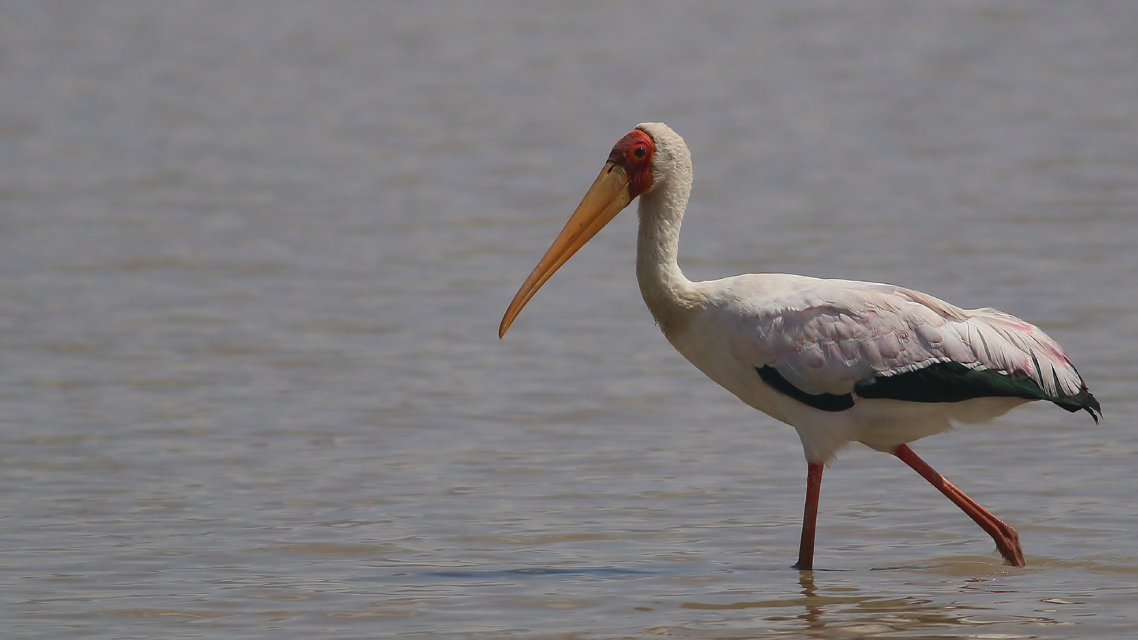 Yellow-billed Stork
